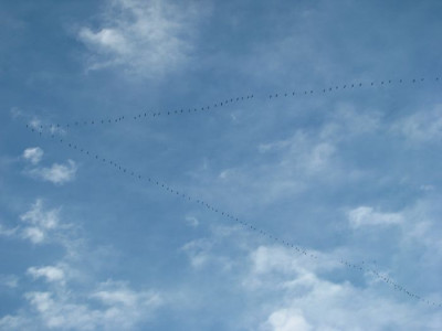 kranichformation.jpg