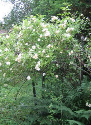 rose_acht.jpg