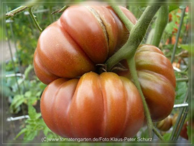 2012_Tims_Black_Ruffled_Fruit3.jpg