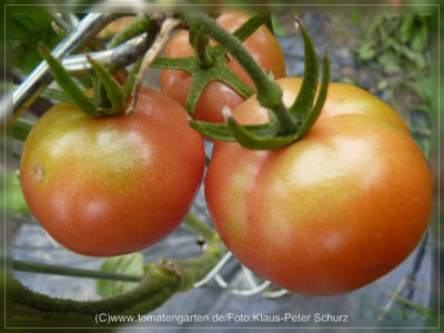 2012Dagestanskije_Fruit6.jpg