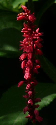 roteblute1.JPG