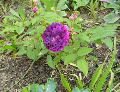 Rosa_centifolia_a_fleurs_doubles_violettes.jpg