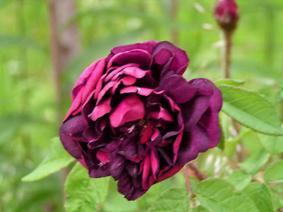 welche_rose_kati.jpg