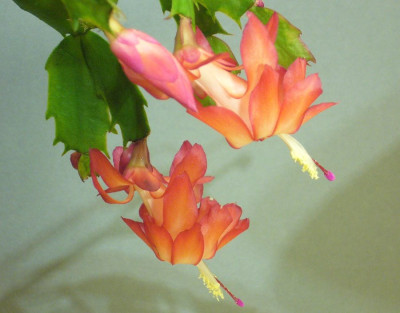 Schlumbergera_nicht_LL_900x900_80KB.jpg