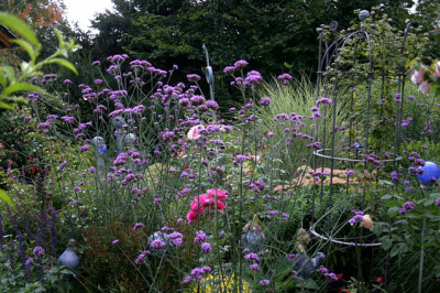 Verbena_bonariensis0507b.jpg