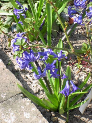 20040402_hyazinthen_blau_g.jpg