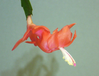 Schlumbergera_truncata_Teresopolis_900x900_80KB.jpg