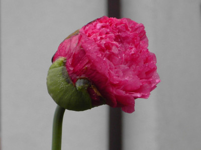 Papaver_somniferum_Knospe-4.jpg
