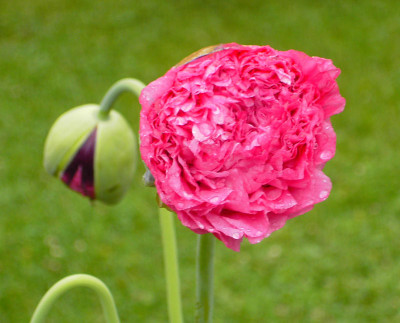 Papaver_somniferum_Knospe-5.jpg