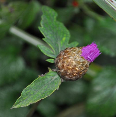 Centaurea_dealbata_12___4475.jpg