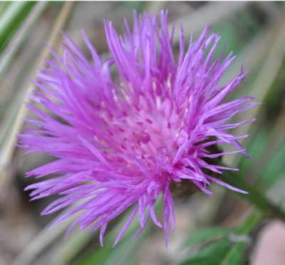 Centaurea_dealbata_12__4474.jpg