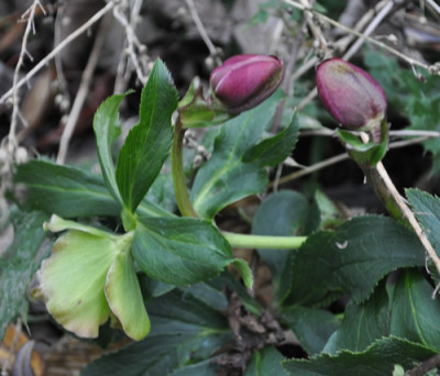 Helleborus_12__4473.jpg