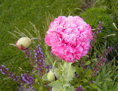 Papaver_somniferum_Bluete-1.jpg