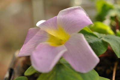 Oxalis_ecklonianaPur.jpg