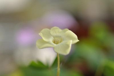 Oxalis_lobataPur.jpg