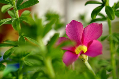 Oxalis_hirtaPur.jpg