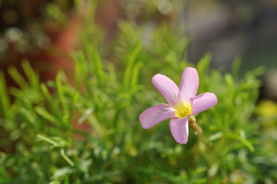 Oxalis_polyphylla.jpg