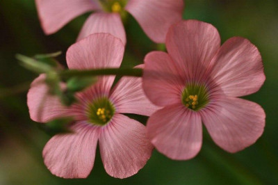 Oxalis_semiloba.jpg