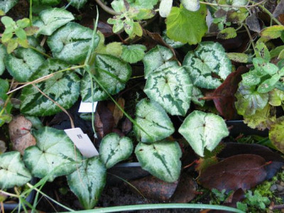 C.hed.Variationen2012a.jpg