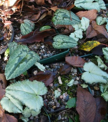 C.hed.variationen2012f.jpg