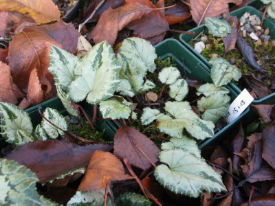 C.hed.variationen_2012e.jpg