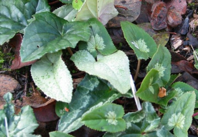 C.hed.Variationen-ax.jpg
