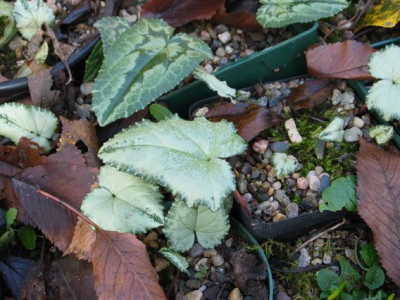C.hed.variationen-b.jpg
