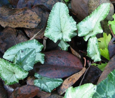 Silver-leaf-star1.jpg