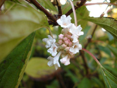 2012-11-14_Viburnum_farreri.jpg