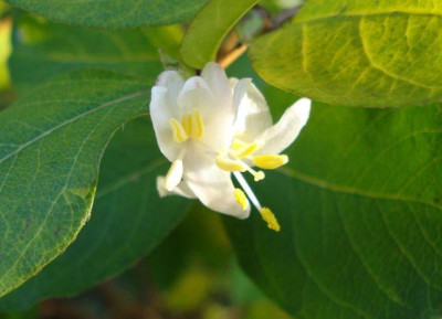 2012-11-14_Lonicera_purpusii.jpg