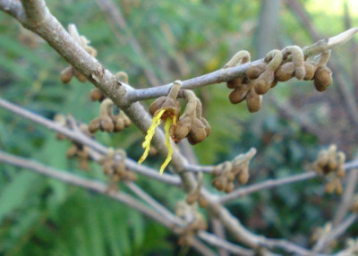 2012-11-14_Hamamelis_Arnold_Promise.jpg