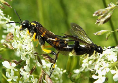 Macrophya_montana_-_Blattwespe_09.jpg
