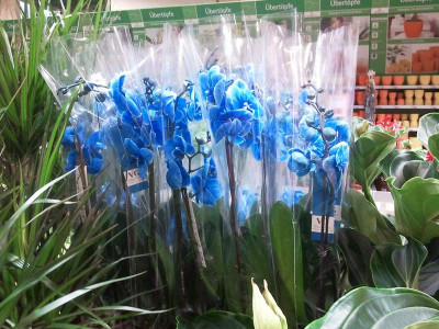 2012-11-15_15.42.18Pur.jpg