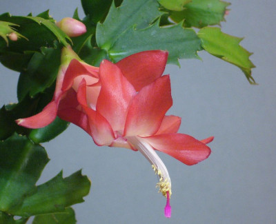 Schlumbergera_Pasadena_900x900_80KB.jpg