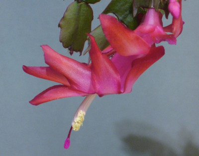 Schlumbergera_rot-violett_900x900_80KB.jpg