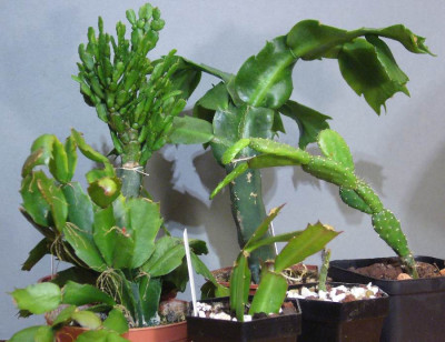 Schlumbergera_Gruppe_900x900_80KB.jpg