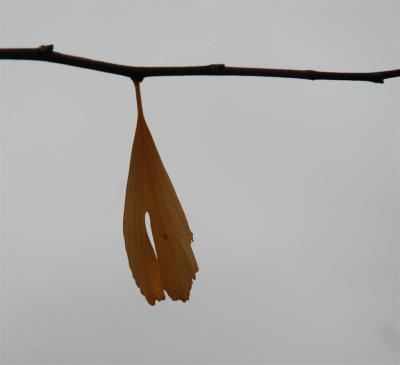 C5079a_Large.jpg