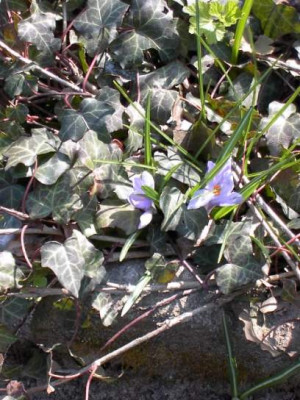 20040402_krokus_und_efeu.jpg