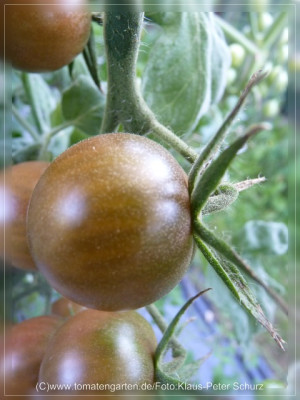 2012Black_Pearl_Fruit3.jpg