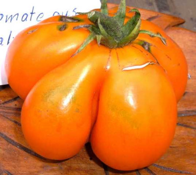 K640_Beuteltomate_aus_El_Salvator__8.3__6.JPG