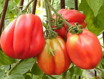 K640_Danjuschka_Helbing__8.30__2.JPG