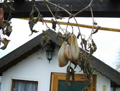 Winterhimmelssturmer.JPG