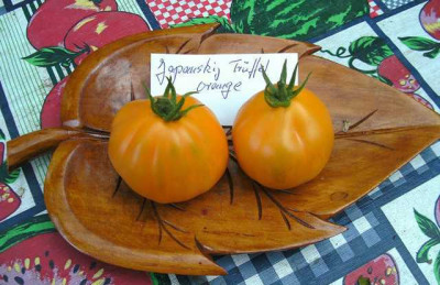K640_Japanskij_Truffel_Orange__8.14__1__M.JPG