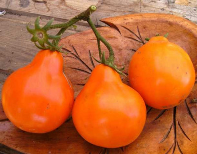 K640_Kopie_von_Beuteltomate_aus_Peru__9.9__1.JPG