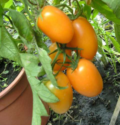 K640_Liana_Orangewaja__8.22__1.JPG