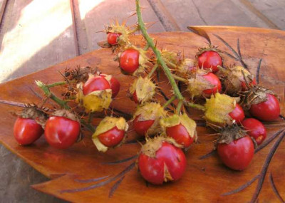 K640_Litchi__10.17__2__M.JPG