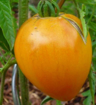 K1024_Oranges_Ochsenherz__8-2__2.JPG