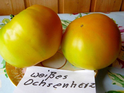K1024_Weies_Ochsenherz__07_29-2a.JPG
