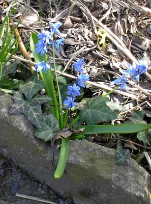 20040402_blausternchen.jpg