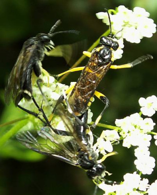Macrophya_montana_-_Blattwespe_14.jpg
